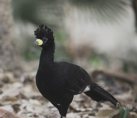 Bare faced Curassow, in a jungle environment, Pantanal Brazil