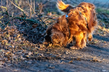 Cavalier King Charles Spaniel dog is having fun in the forest