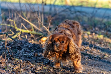 Cavalier King Charles Spaniel dog is having fun in the forest