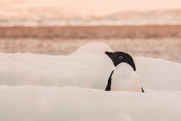 Adelie Penguin, juvenile on ice, Paulet island, Antarctica © foto4440