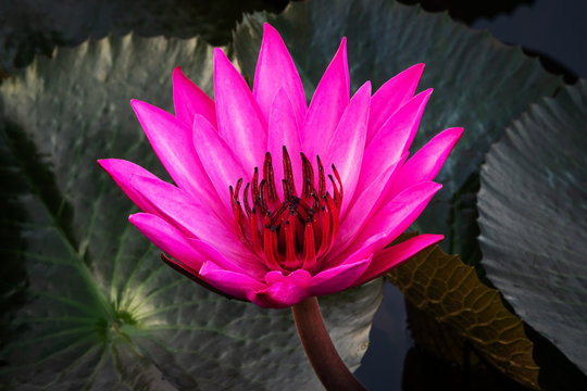 Purpur 이미지 – 찾아보기 7,014 스톡 사진, 벡터 및 비디오 | Adobe Stock