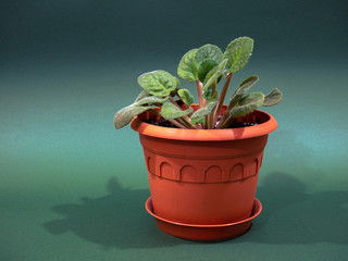 flowerpots in terracotta pots on a green background