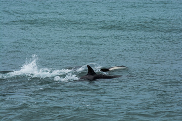 Fototapeta premium Killer whales hunting sea lions, Peninsula Valdes, Patagonia, Argentina