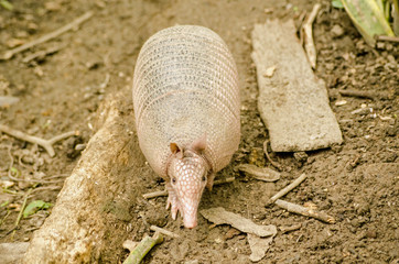 Armadillo, full length- Tobago