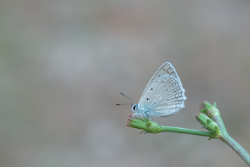 Lycaenidae / Çokgözlü Dafnis / / Polyommatus daphnis
