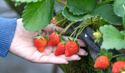 A young woman in blue sweater is collecting up and holding fresh seasonal strawberries in the hands isolated on the garden, concept of organic farming, close up, copy space, macro.