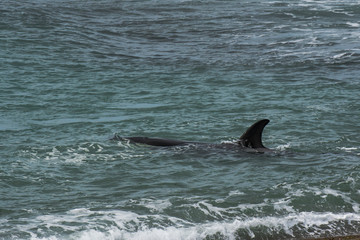 Killer whales hunting sea lions, Peninsula Valdes, Patagonia, Argentina