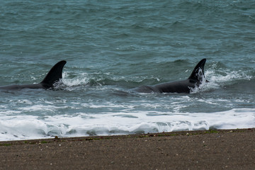 Obraz premium Killer whales hunting sea lions, Peninsula Valdes, Patagonia, Argentina
