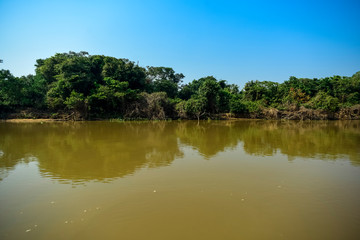 River landscape  and jungle,Pantanal, Brazil