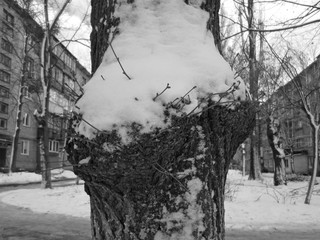 snow and moss on bark tree