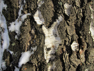snow and moss on bark tree