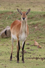 Lechwe Weibchen