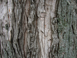 snow and moss on bark tree