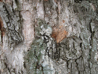 snow and moss on bark tree