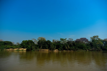 Fototapeta na wymiar River landscape and jungle,Pantanal, Brazil
