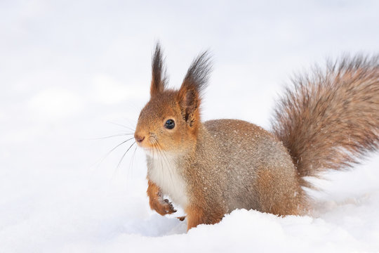 squirrel snow winter © alexbush