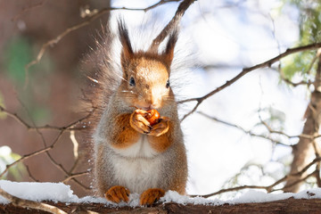 squirrel snow winter