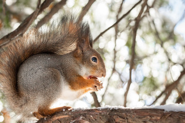 squirrel snow winter