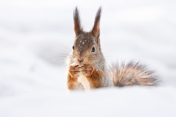 squirrel snow winter