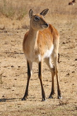 Lechwe Weibchen