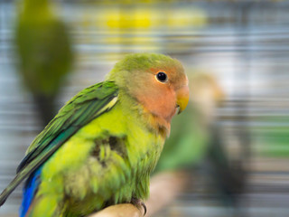 Close-up green colored lovebirds standing in cage.
