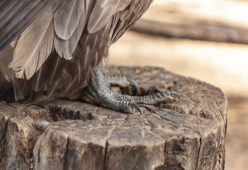 Paws of an eagle in a zoo
