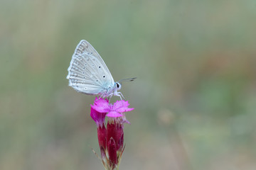Lycaenidae / Çokgözlü Dafnis / / Polyommatus daphnis