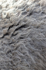 Sheep wool as abstract background