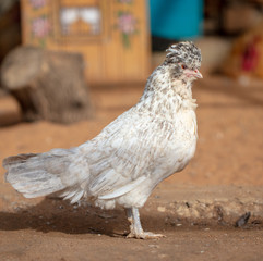 Portrait of chicken on the farm