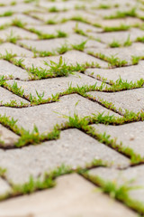 Green grass grows on paving slabs