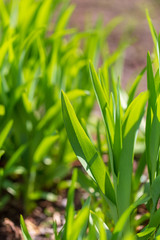 Green grass on nature in spring