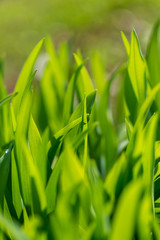 Green grass on nature in spring