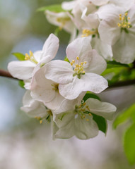 Flowers on the branches of apple trees in spring
