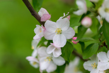 Flowers on the branches of apple trees in spring