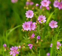 Fototapeta premium Piękne fioletowe kwiaty w przyrodzie