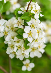 Flowers on pear branches in spring