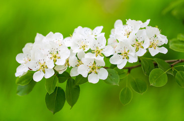 Flowers on pear branches in spring