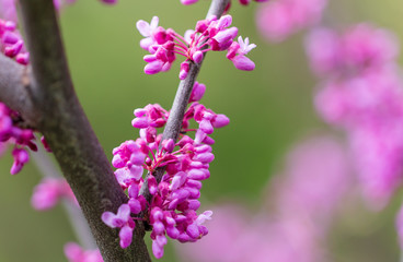 Beautiful purple flowers on a tree in spring