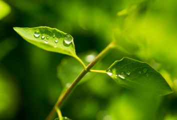 Water drops on a green leaf of a plant