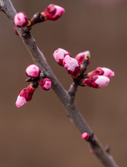 Red flowers on apricot branches in spring