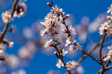 Red flowers on apricot branches in spring