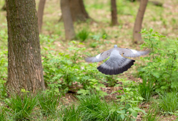 Dove flying in the park