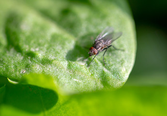 A fly on a green leaf of a plant