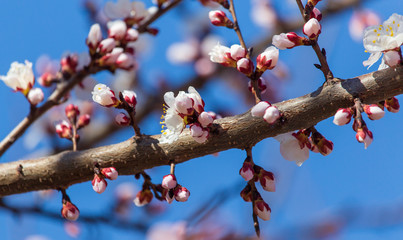 Red flowers on apricot branches in spring