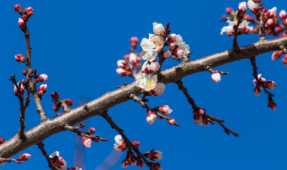 Red flowers on apricot branches in spring
