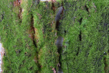 moss on tree