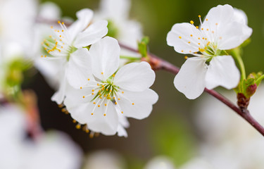 Flowers on the branches of cherry in spring
