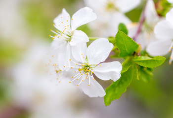 Flowers on the branches of cherry in spring