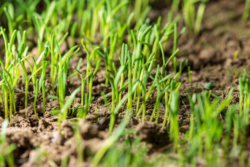 Green leaves of small plants in the ground in spring