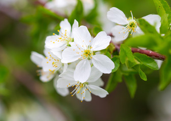 Obraz na płótnie Canvas Flowers on the branches of cherry in spring